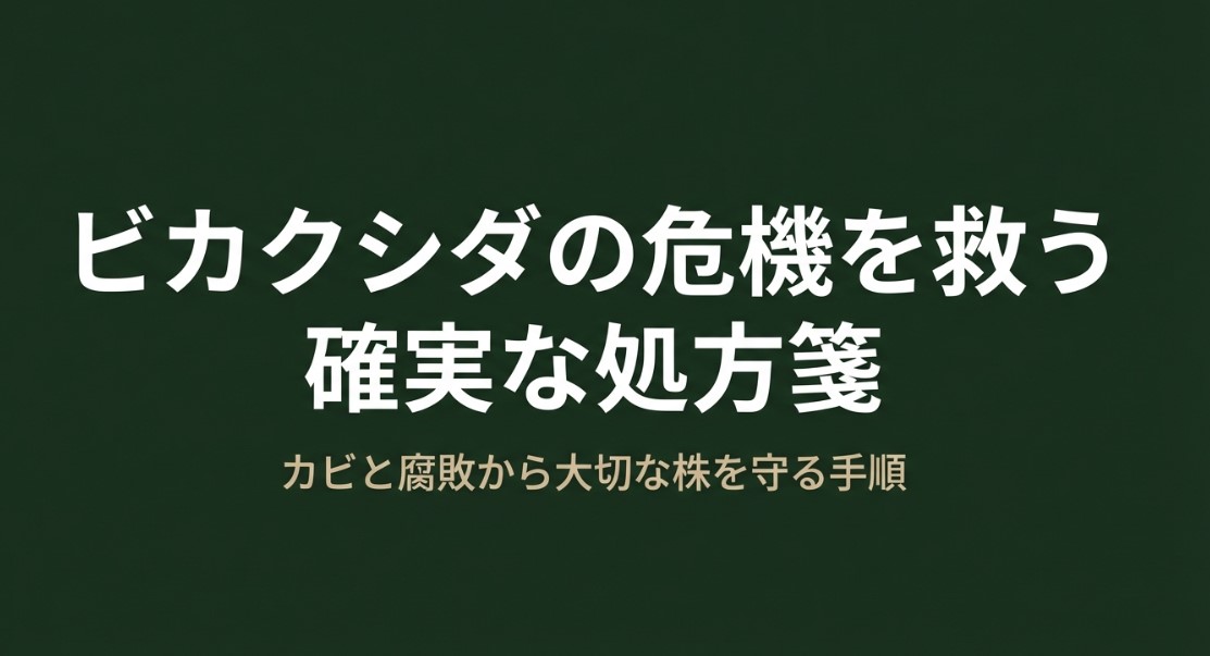 ビカクシダのカビと腐敗から株を守るための確実な処方箋のタイトルスライド