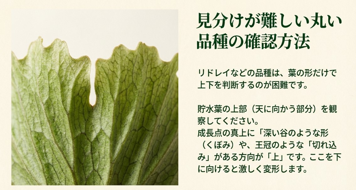 リドレイなど丸い品種の上下確認方法 リドレイの貯水葉の上部にある深い谷のような形のくぼみ