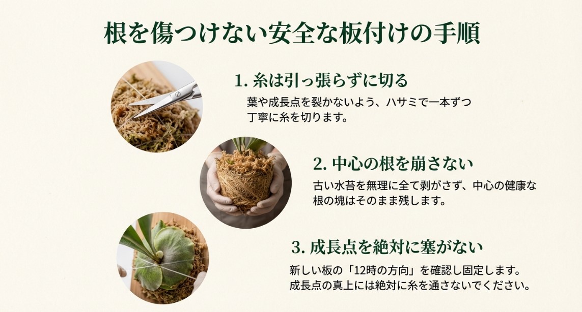 根を傷つけない安全なビカクシダの板付け手順 ハサミで水苔を切る様子、中心の根鉢を崩さない様子、成長点を塞がずに糸で固定する様子