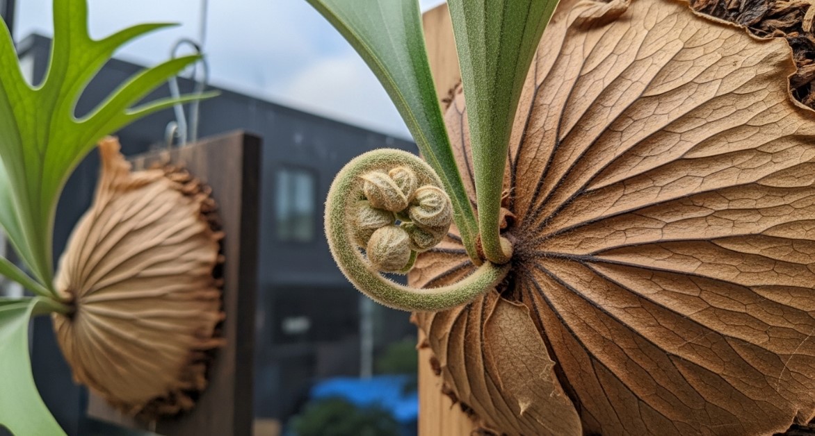 貯水葉から丸まった新芽が出ているものの、夜間の寒さで大きなダメージを受けたビカクシダの小苗の様子