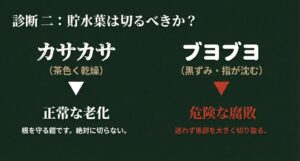 茶色く乾燥した老化（切らない）と、黒ずんでブヨブヨした腐敗（大きく切り取る）の比較。
