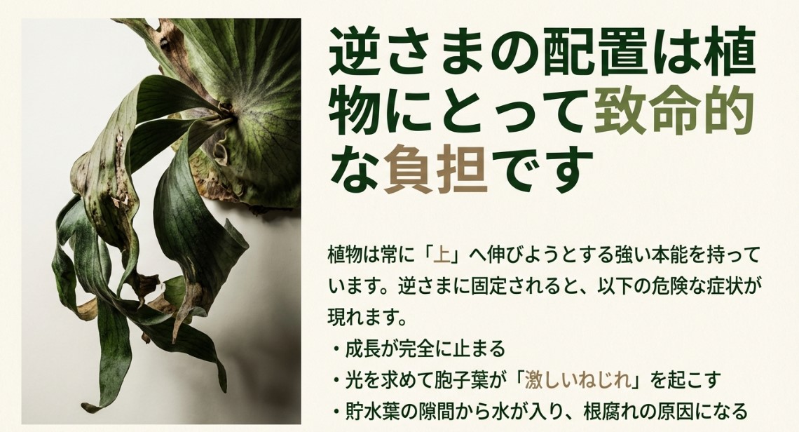 ビカクシダを上下逆さまに配置する致命的な負担 成長が止まり、胞子葉が激しくねじれて弱ったビカクシダの様子