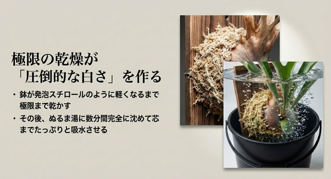 ビカクシダを白く育てるための「乾燥と吸水」のメリハリ管理法の解説