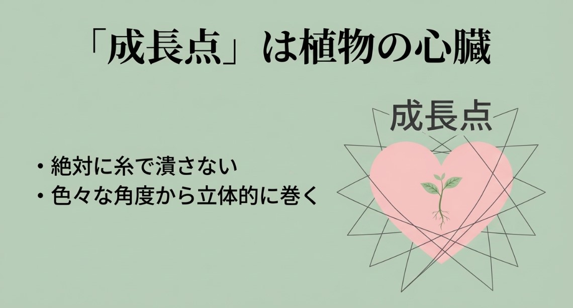 「成長点」は植物の心臓。絶対に糸で潰さない、色々な角度から立体的に巻くと説明するスライド