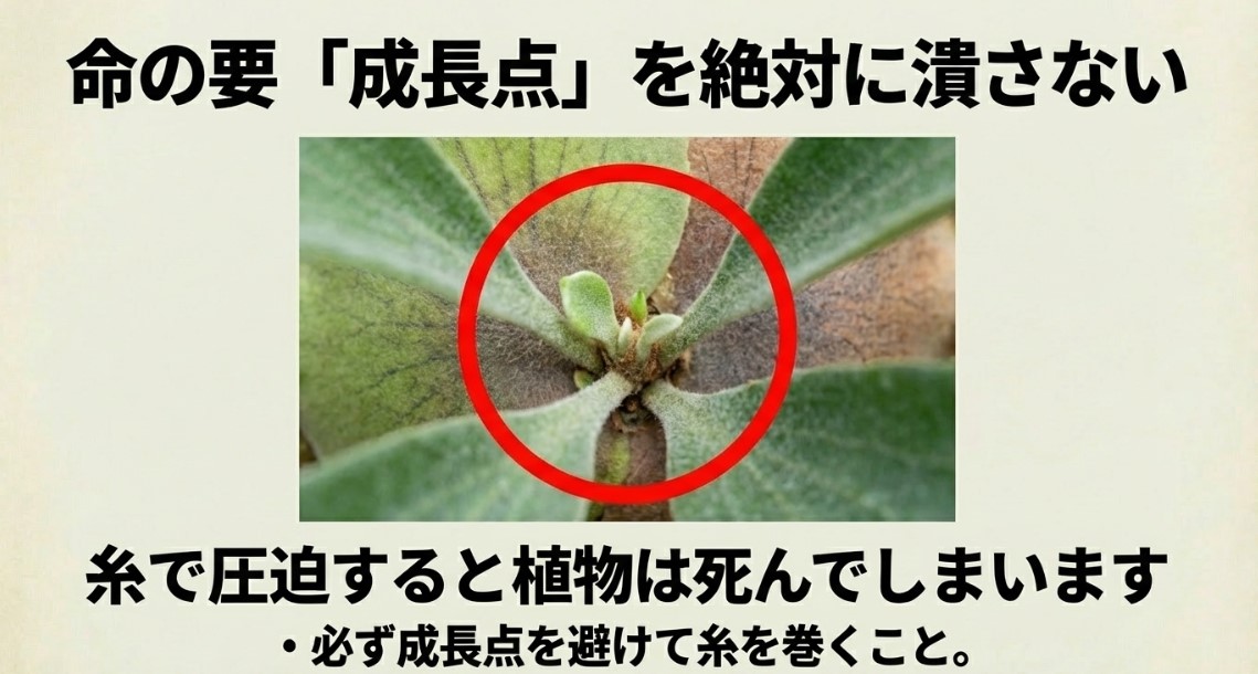 ビカクシダの中心にある成長点を示す赤い丸