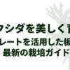 ビカクシダを美しく育てる リブプレートを活用した板付けと最新の栽培ガイド