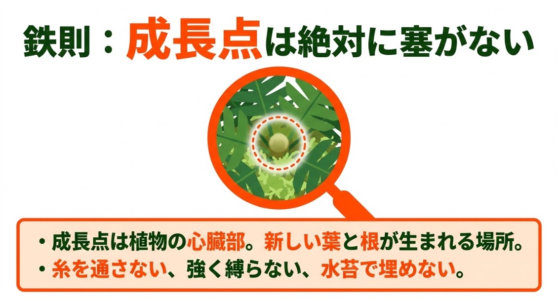 虫眼鏡で拡大されたビカクシダの成長点のイラスト