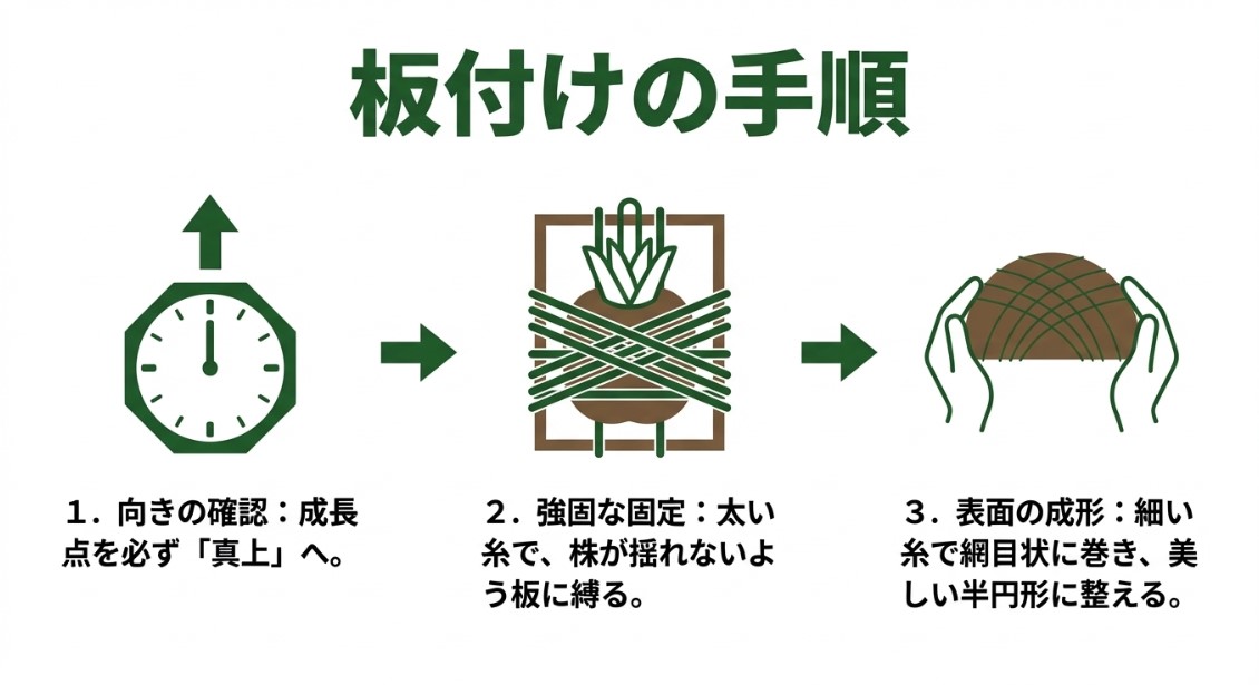 虫眼鏡で拡大されたビカクシダの成長点のイラスト