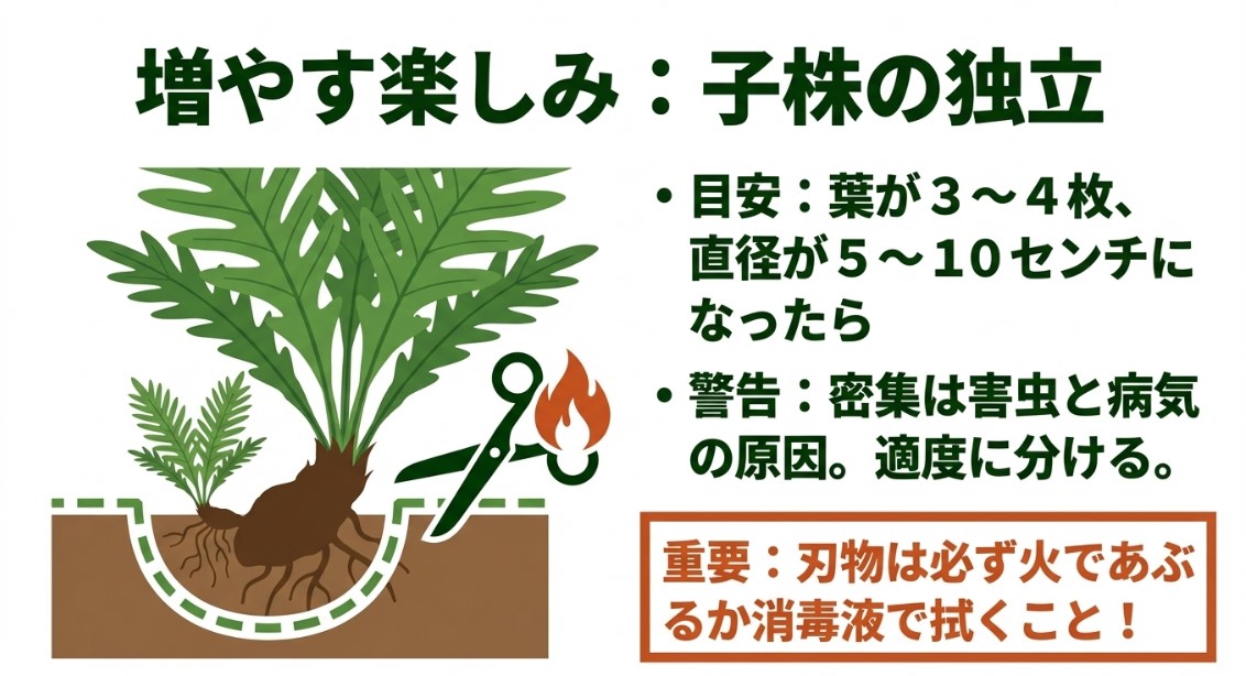 ハサミを火で消毒してビカクシダの子株を切り離すイラスト