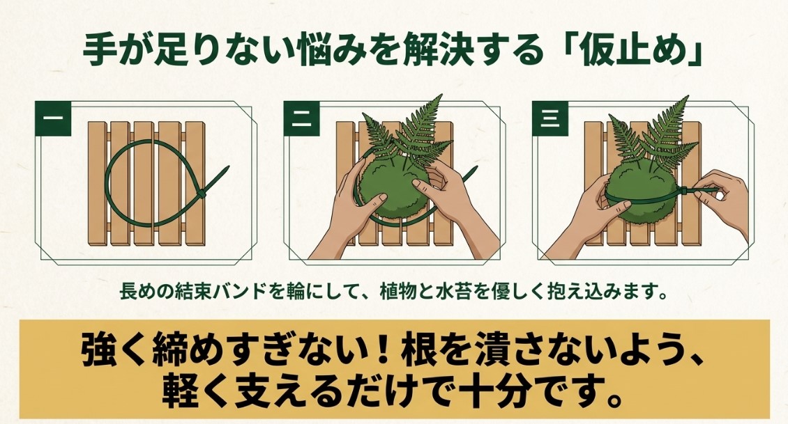 長めの結束バンドを輪にして植物と水苔を優しく抱え込み、根を潰さないよう軽く支える手元のイラスト