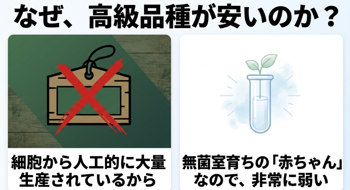 メリクロンの高級品種が安い理由 ビカクシダの高級品種が安い理由は無菌室育ちで人工的に大量生産されているから